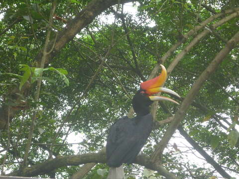 Image of Rhinoceros Hornbill