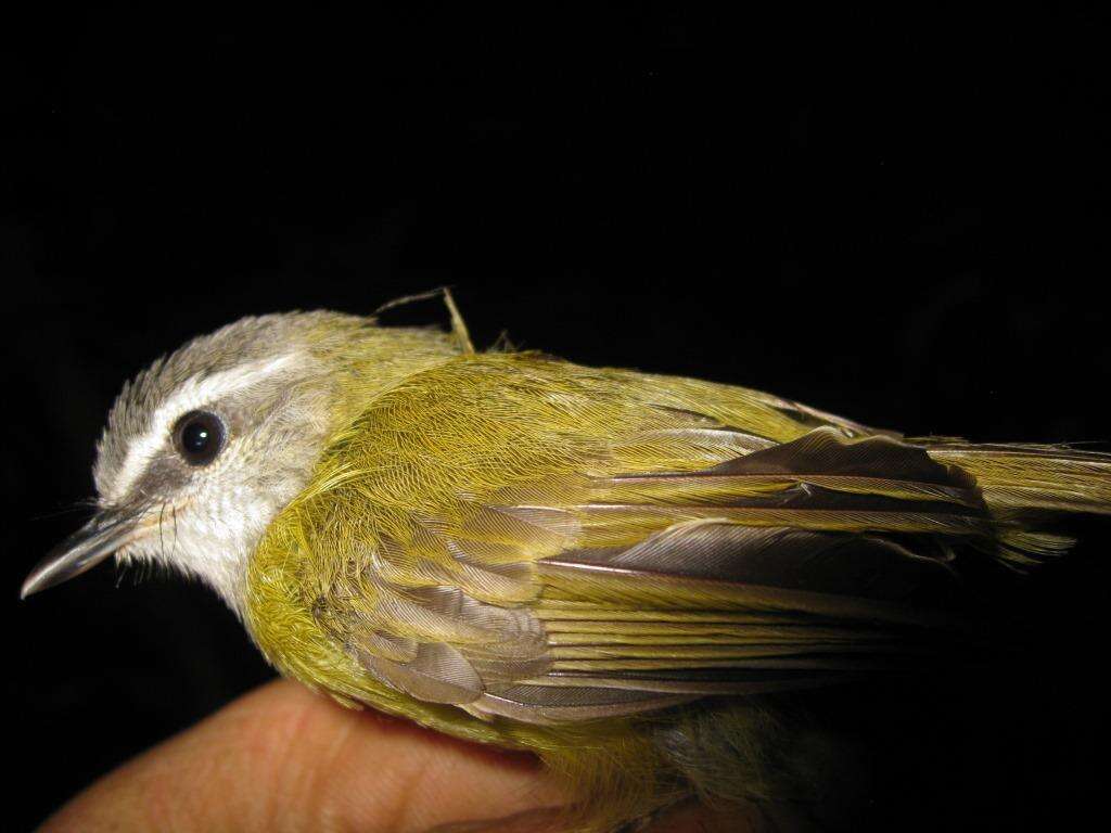 Image of Yellow-bellied Warbler