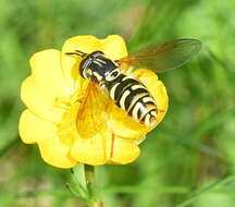 Image de Chrysotoxum elegans Loew 1841