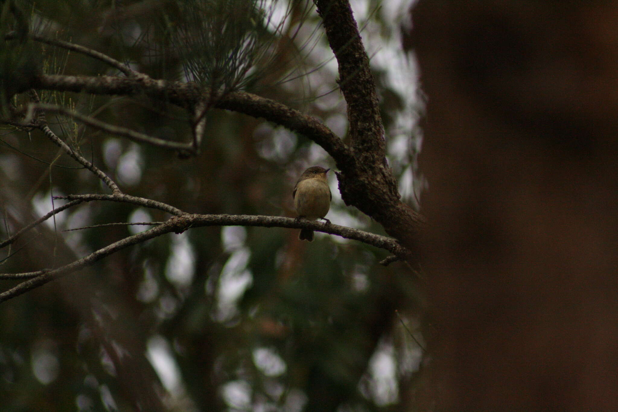 Image of Western Thornbill