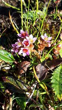 Image of hairy stonecrop