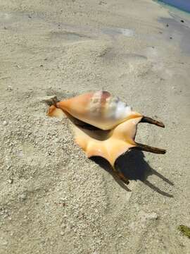 Image of Giant spider conch