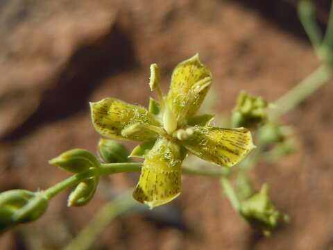 Image of tufted frasera