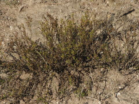 Plancia ëd Menodora integrifolia (Cham. & Schltdl.) Steud.