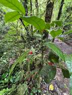 Image of Heisteria povedae Q. Jimenez & S. Knapp