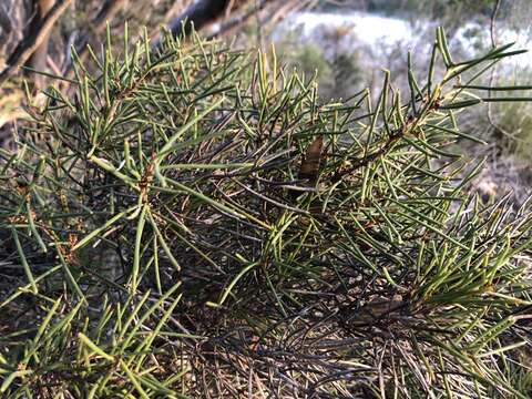 Image of Hakea vittata R. Br.