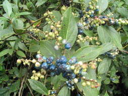 Imagem de Gaultheria fragrantissima Wall.