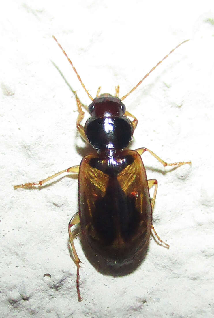 Слика од Amblystomus amabilis (Boheman 1848)