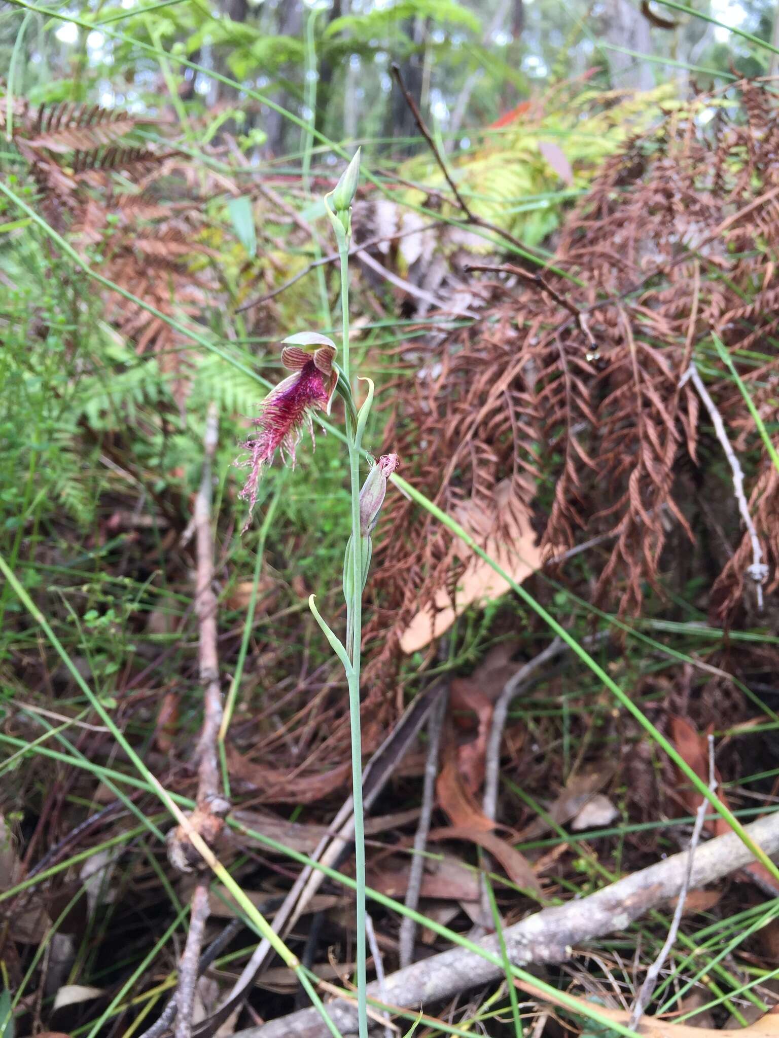 Imagem de Calochilus gracillimus Rupp