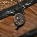 Image of Darling's Horseshoe Bat -- Darling's Horseshoe Bat
