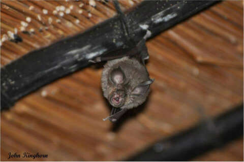 Image of Darling's Horseshoe Bat -- Darling's Horseshoe Bat