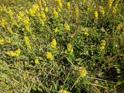 Imagem de Solidago virgaurea subsp. taurica (Juz.) Tzvel.