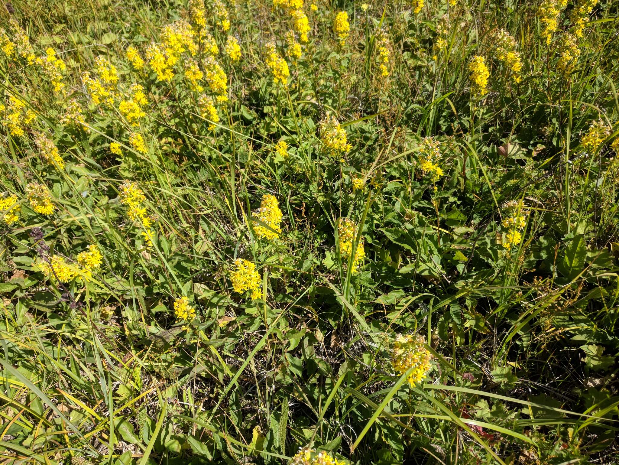 Plancia ëd Solidago virgaurea subsp. taurica (Juz.) Tzvel.