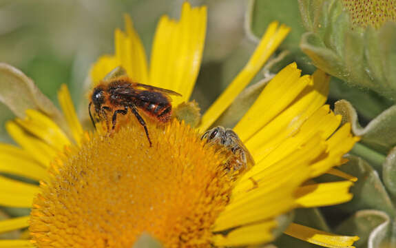 صورة Halictus concinnus Brullé 1840