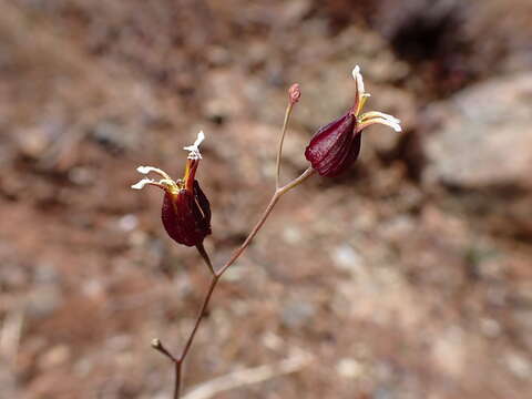 Image of Tiburon jewelflower