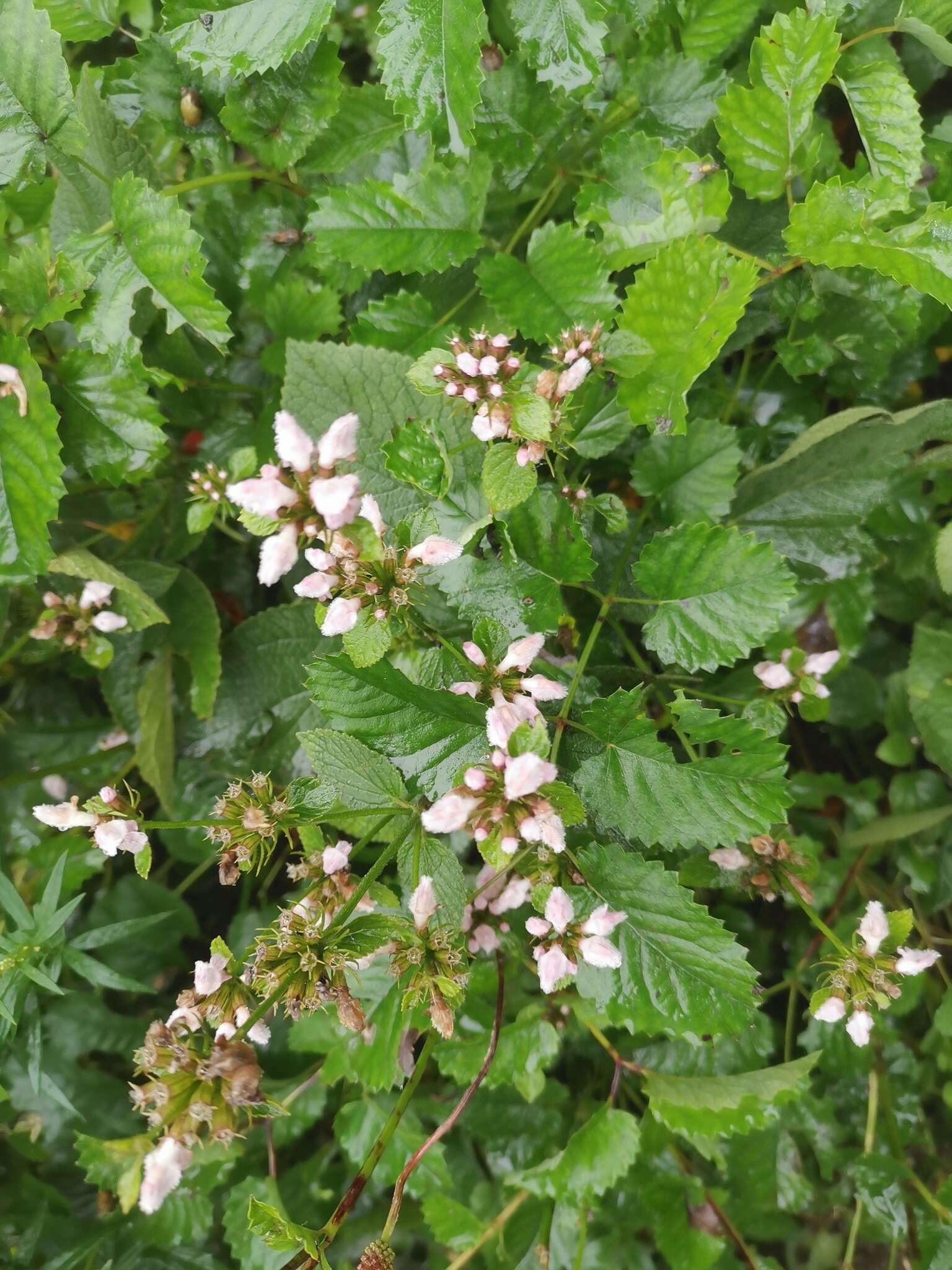 Слика од Phlomoides umbrosa (Turcz.) Kamelin & Makhm.