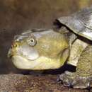 Image of Northern Red-faced Turtle