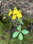 Image of Calceolaria crenatiflora Cav.