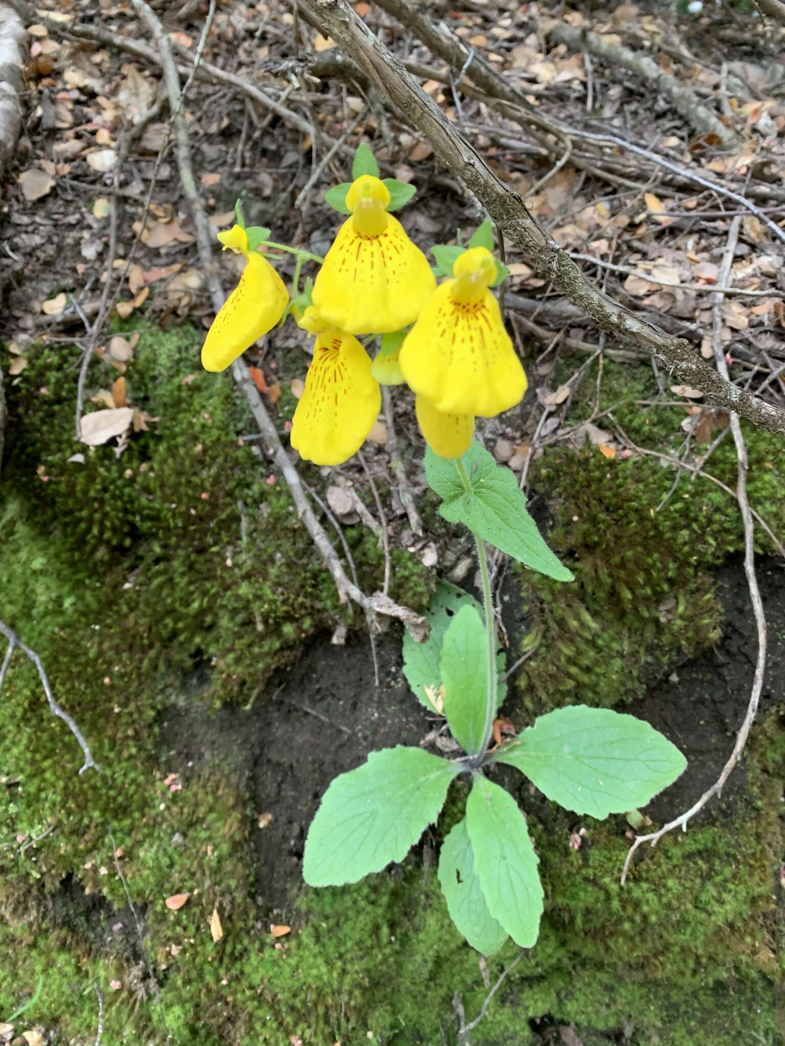 Image of Calceolaria crenatiflora Cav.