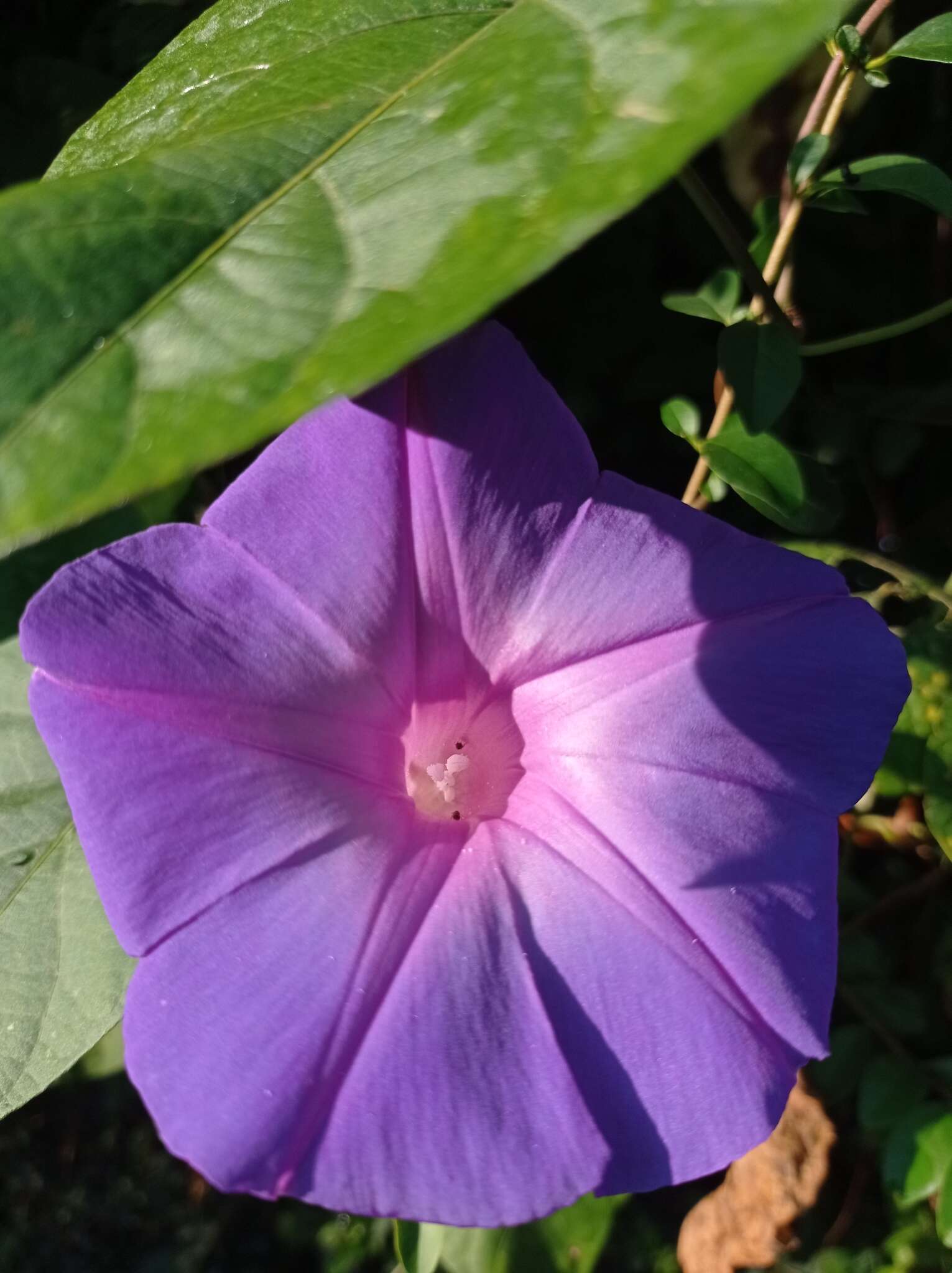 Image of Ipomoea variabilis (Schltdl & Cham.) Choisy