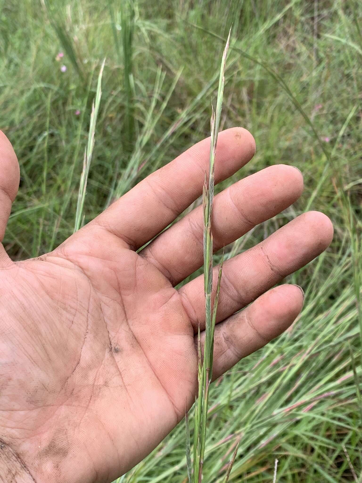 Schizachyrium scoparium subsp. divergens (Hack.) Gandhi & Smeins resmi