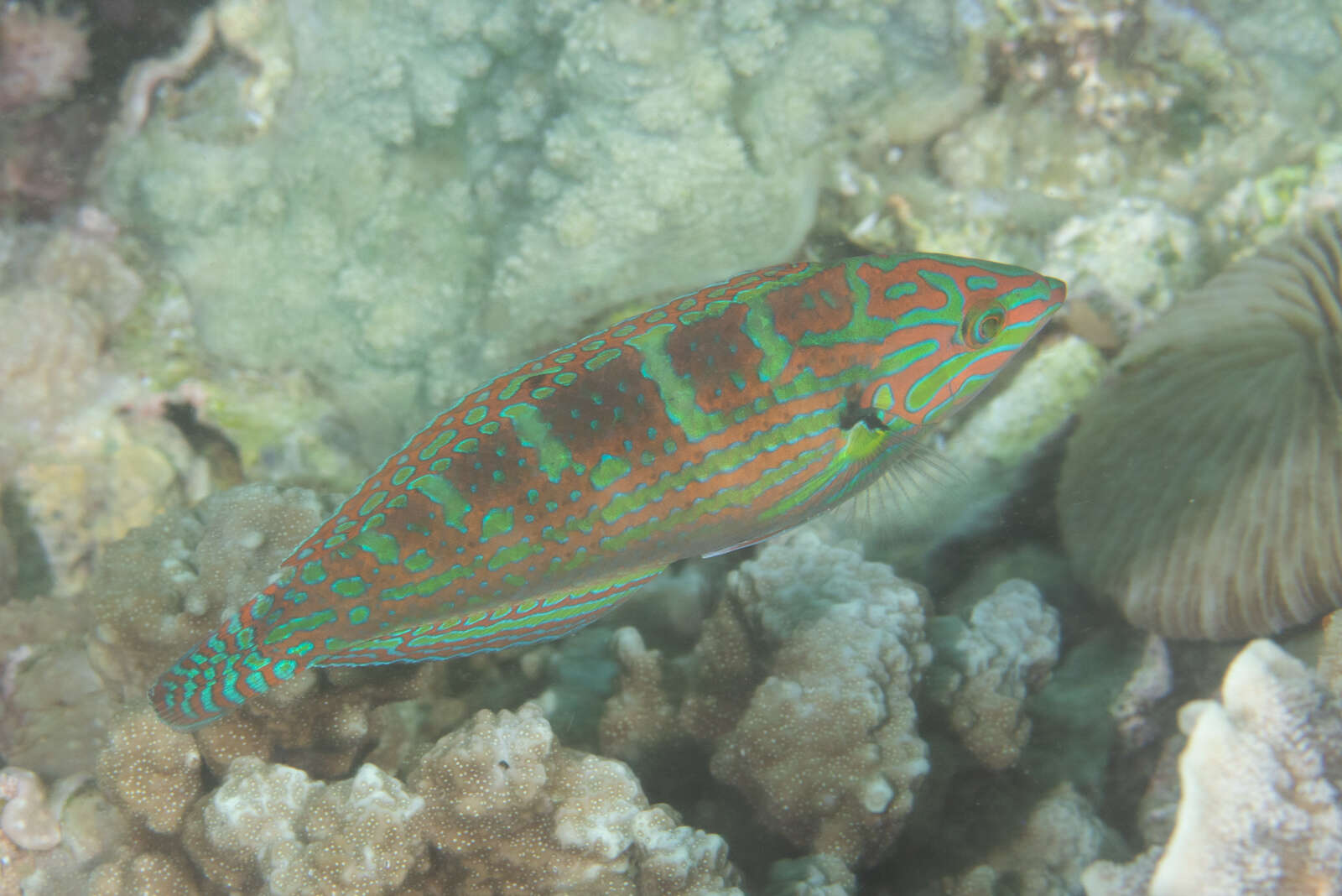 Image of Saowisata wrasse