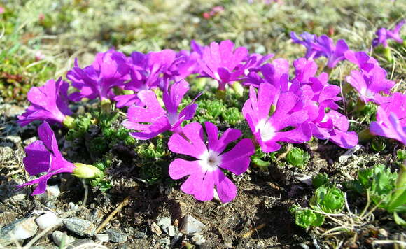 Image of Primula minima L.