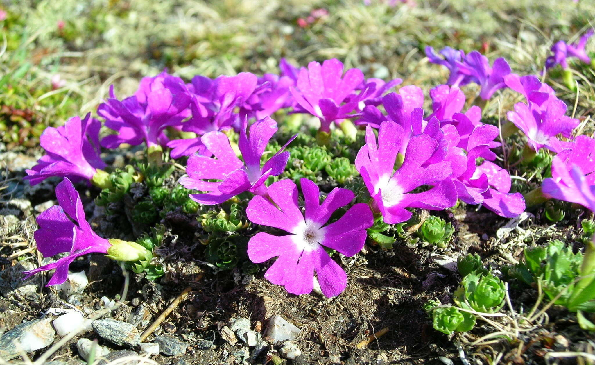 Image of Primula minima L.