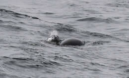 Image of Right whale dolphin