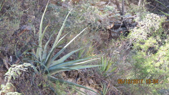 Image of Agave funkiana K. Koch & C. D. Bouché