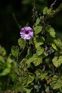 Image of Ipomoea involucrata Beauv.