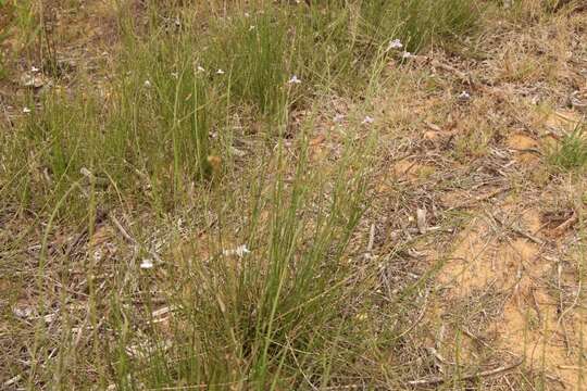 Imagem de Lobelia capillifolia (C. Presl) A. DC.