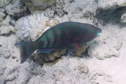 Image of Eclipse parrotfish