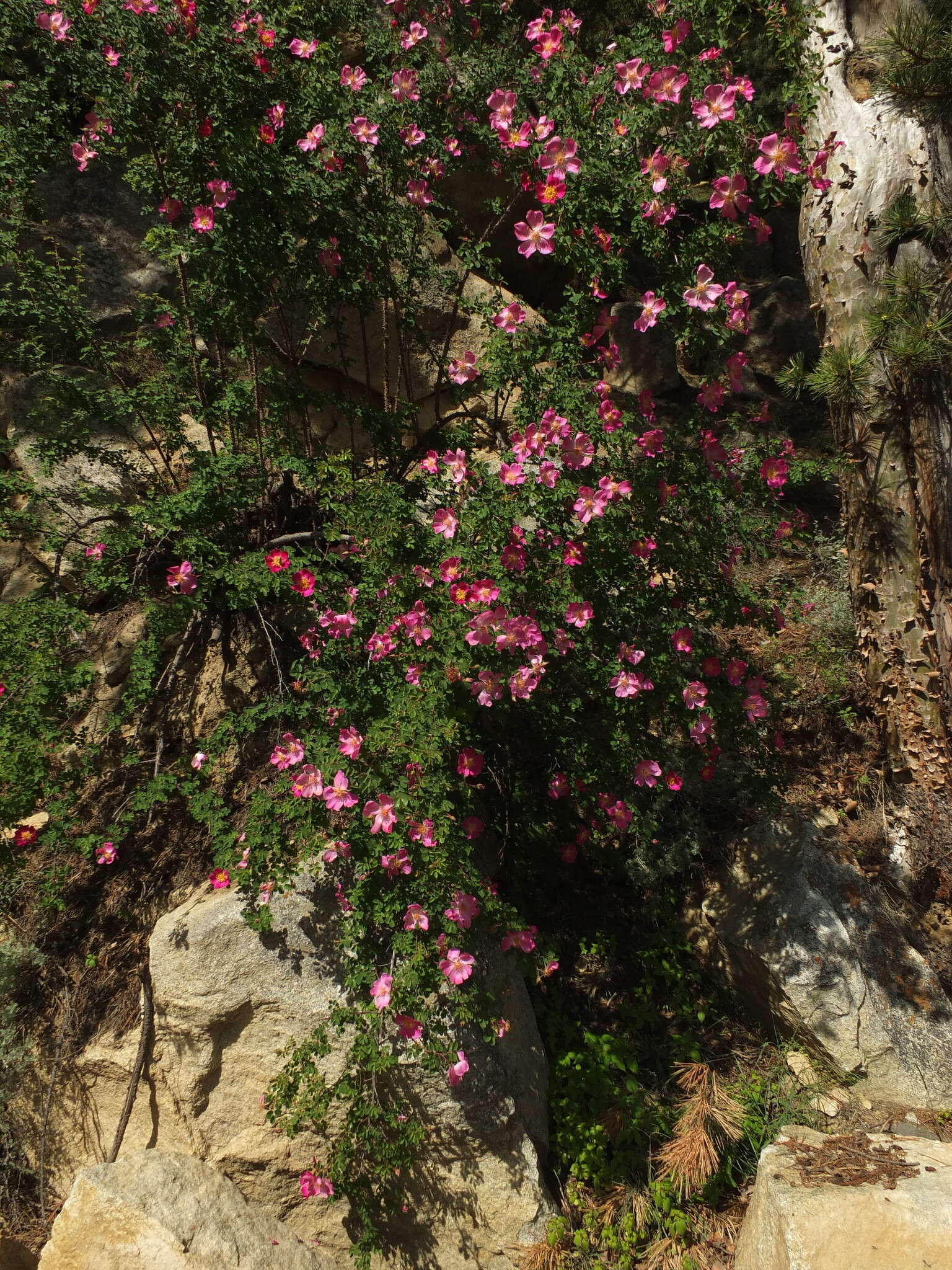 Image of Rosa webbiana Wall.