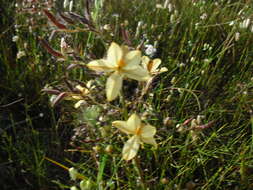 Image of Wachendorfia paniculata Burm.