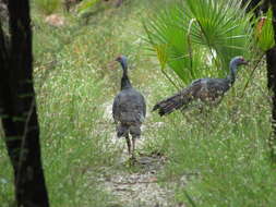 Image of Ocellated Turkey