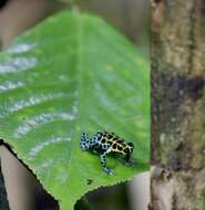 Image of Mimic Poison Frog