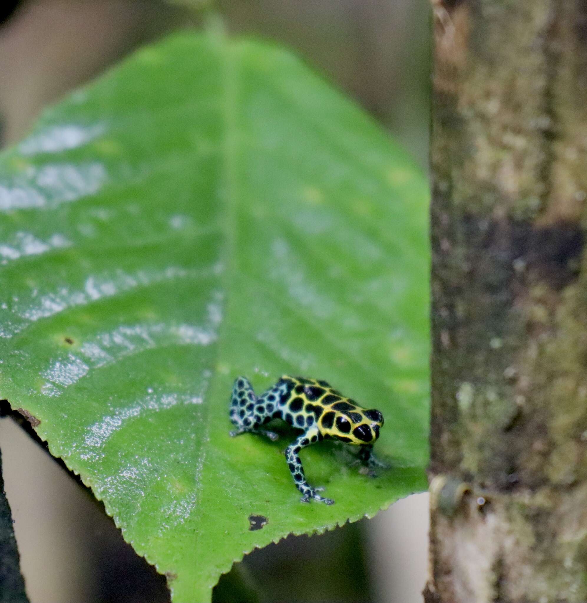 Image of Mimic Poison Frog