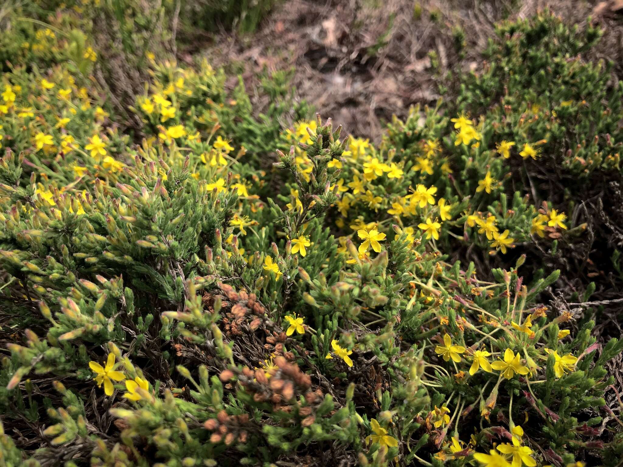 Image of pine barren goldenheather