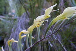 Image de Gladiolus buckerveldii (L. Bolus) Goldblatt