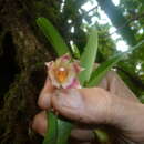 Image of Maxillaria carinulata Rchb. fil.