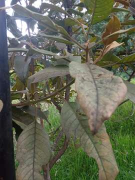 Image de Citharexylum subflavescens S. F. Blake