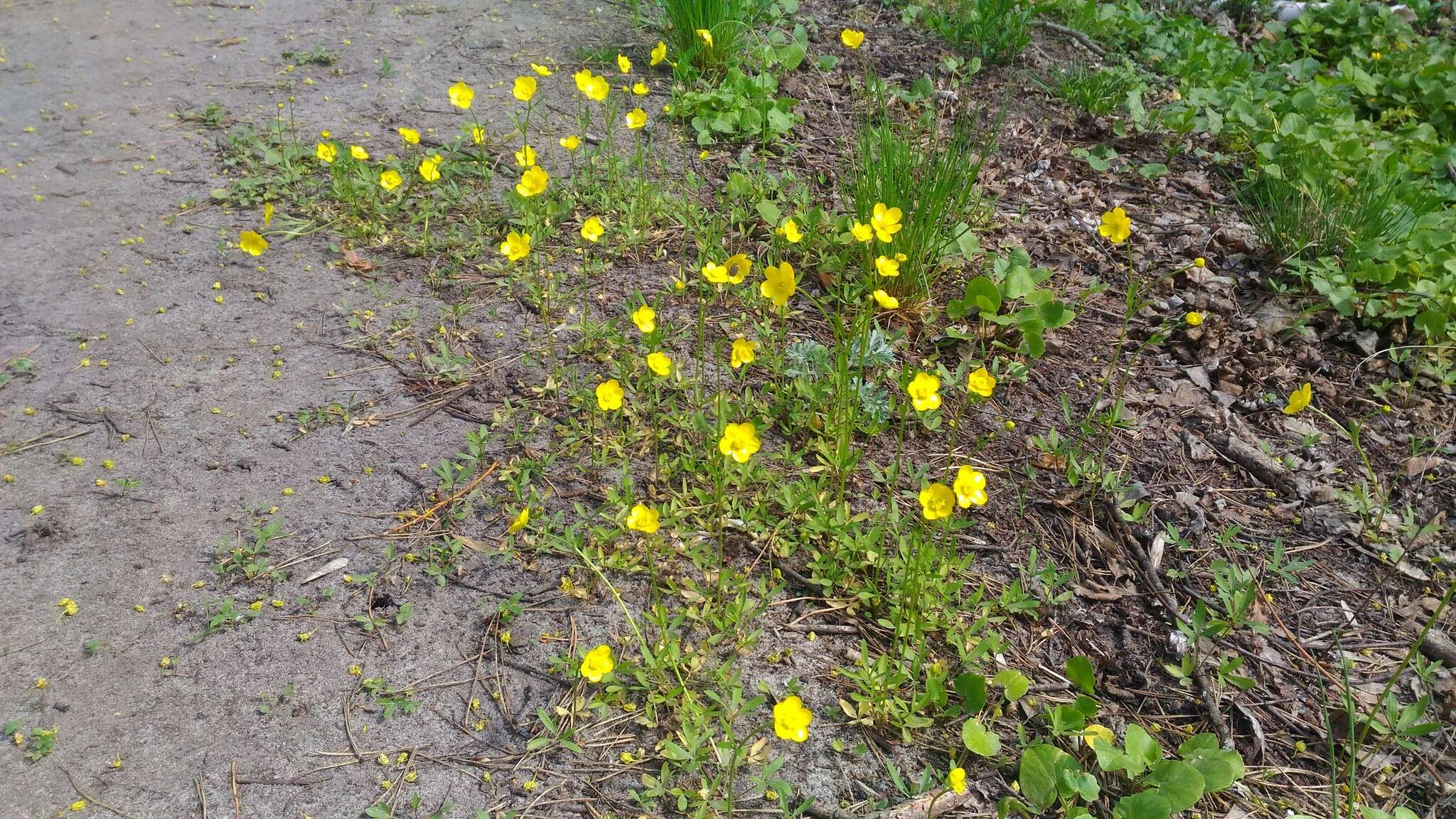 صورة Ranunculus pedatus Waldst. & Kit.