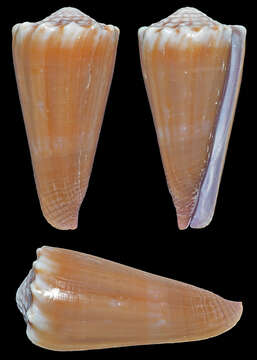 Image of Conus moreleti Crosse 1858