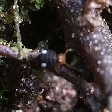 Image of Globular springtail