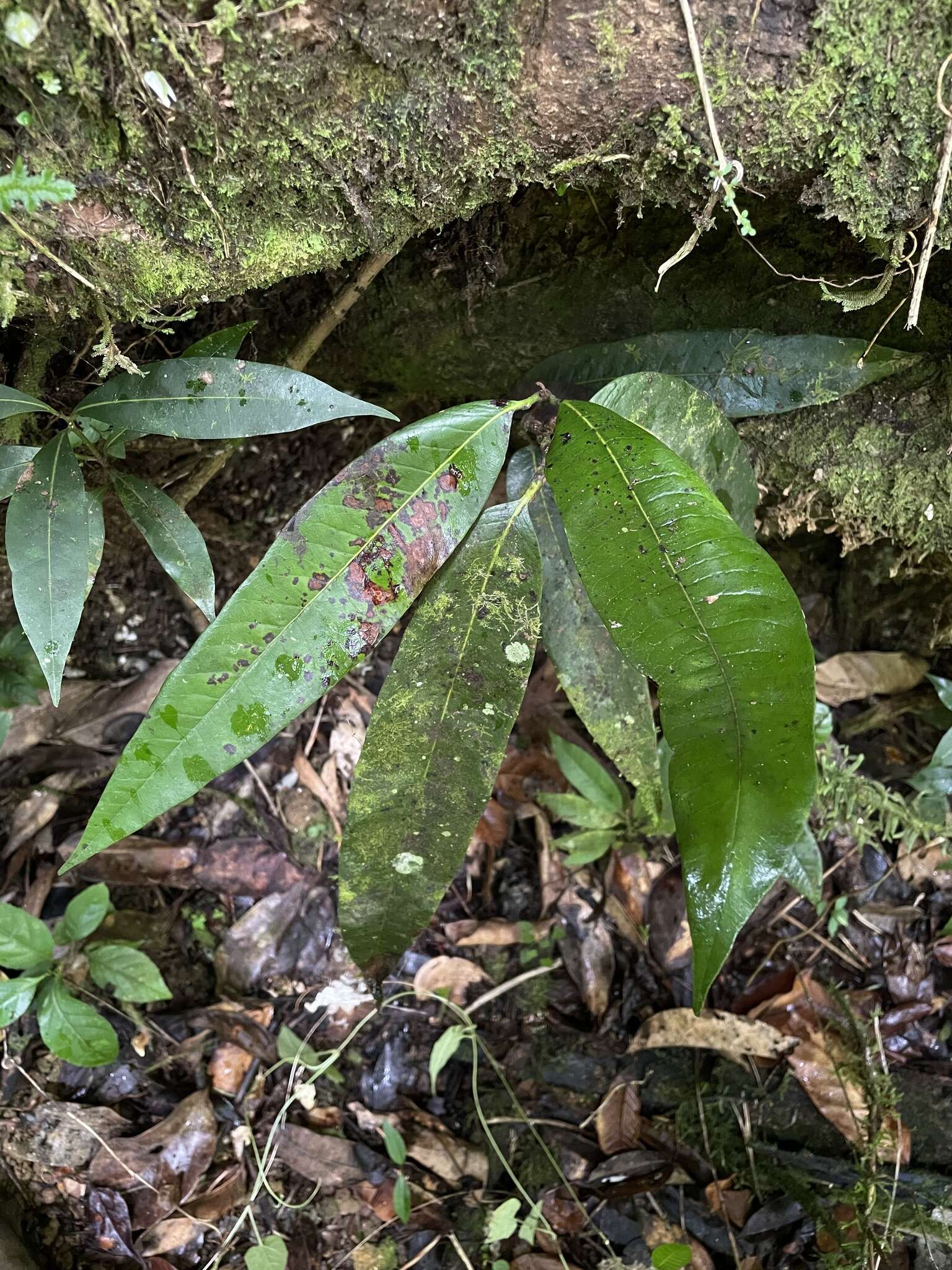 Sivun Pouteria dictyoneura subsp. fuertesii (Urb.) Cronquist kuva