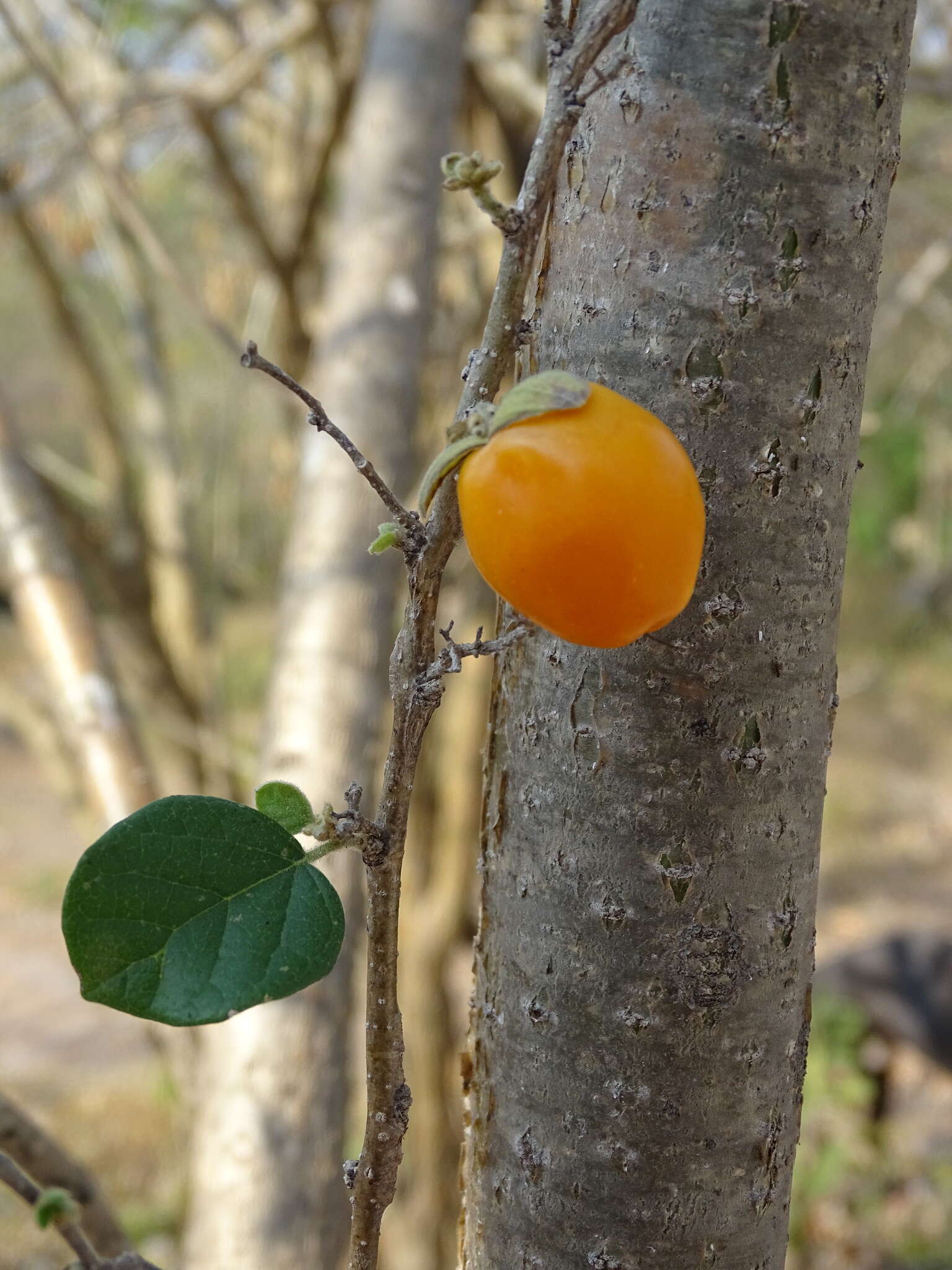 Image of Cordia seleriana Fern.