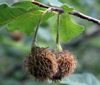 Image of Oriental Beech