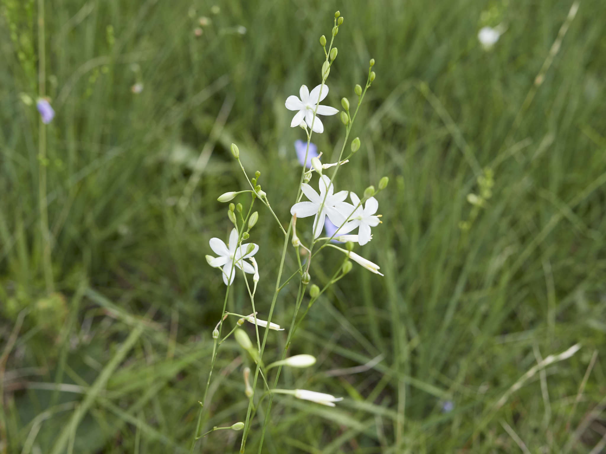 Image of Anthericum