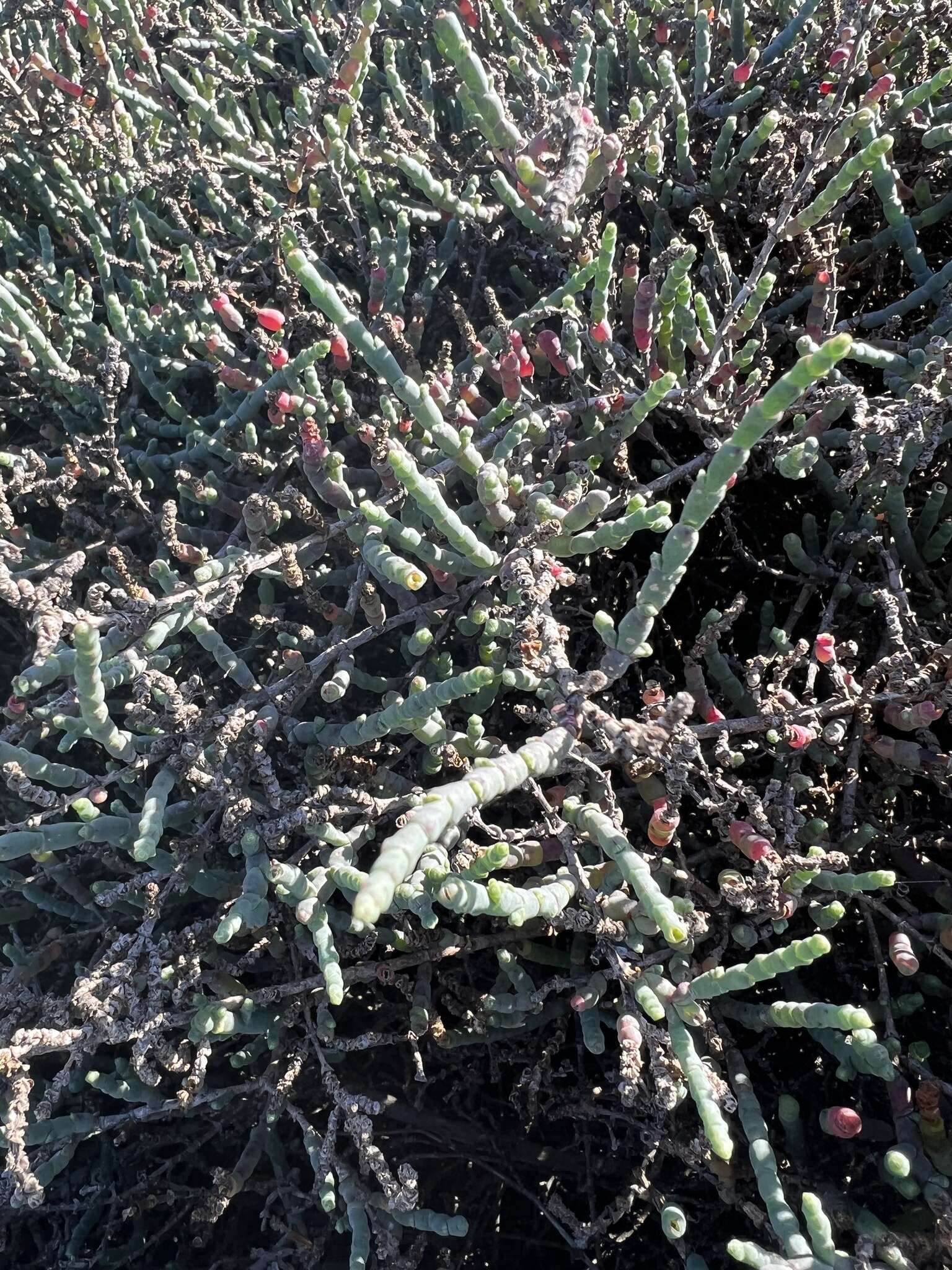 Слика од Salicornia pillansii (Moss) Piirainen & G. Kadereit